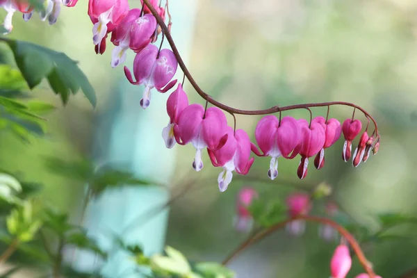 Botanika Kolorowe Płatek Piękno Flora Kwiat Serce Serce Jak Różowy — Zdjęcie stockowe