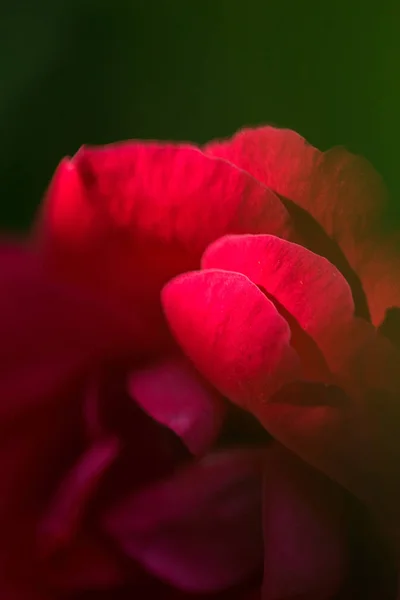 Romance Petal Color Romantic Valentine Day Plant — Stock Photo, Image