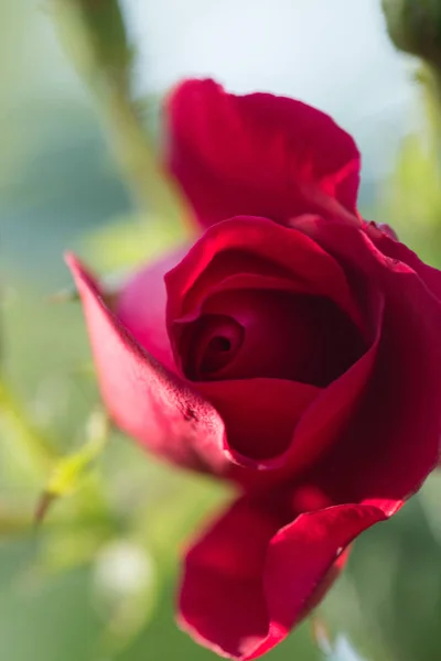 Romantik Blütenblatt Farbe Romantik Valentinstag Tag Pflanze Blumen — Stockfoto