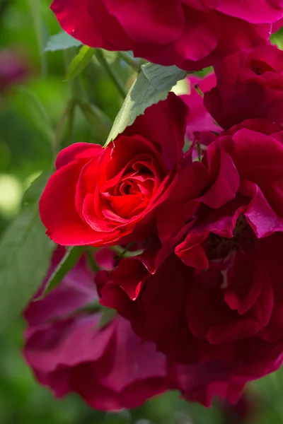 Romantik Blütenblatt Farbe Romantik Valentinstag Tag Pflanze Blumen Liebe Rose — Stockfoto