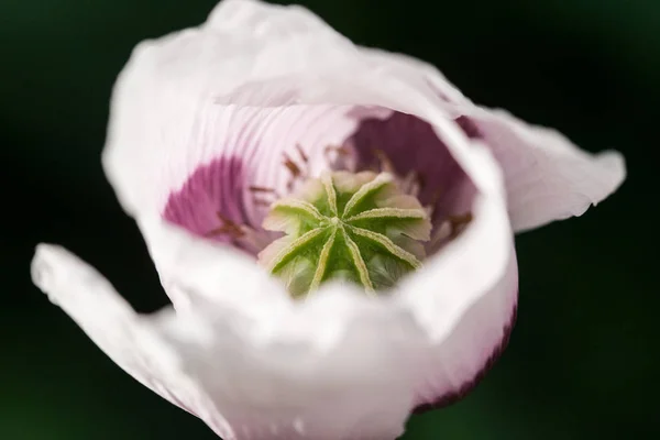 Makro Piękno Kwiat Kwiatowy Naturalne Piękne Zielone Ogród — Zdjęcie stockowe