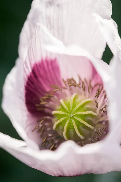 Makro Piękno Kwiat Kwiatowy Naturalne Piękne Zielone Ogród — Zdjęcie stockowe