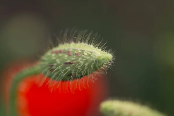 Растение Красота Естественный Цветок Зеленый Природа Ppy Красный Macro — стоковое фото