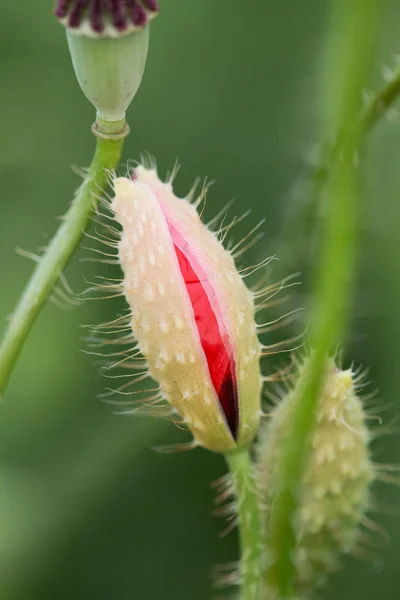 Цветок Красный Ppy Фон Поле Природа Весна Meadow — стоковое фото