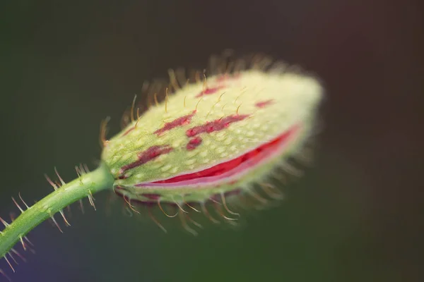 Макро Мак Квітка Літо Червоний Красивий Природа — стокове фото