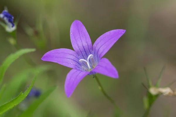 Tło Piękne Dzwon Niebieski Kolor Kolorowe Kwiat — Zdjęcie stockowe