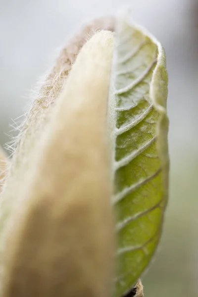 Achtergrond Details Flora Groen Blad Leaflet Macro — Stockfoto