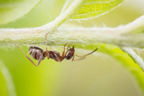 animal, ant, antennae, aphid, claws, creature, graze, green, insect