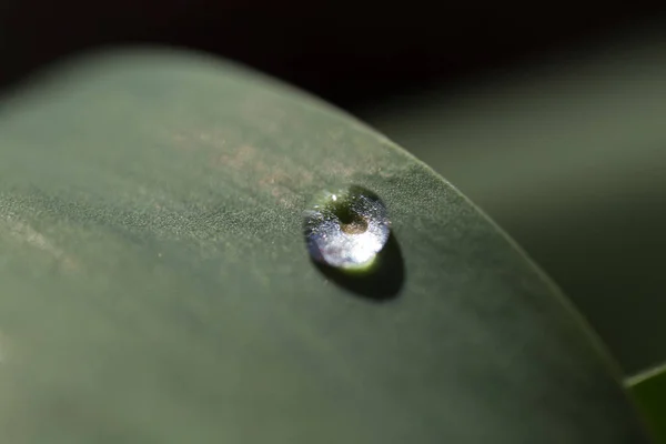 Uma Gota Abstrato Fundo Brilhante Limpar Cor Orvalho Gota — Fotografia de Stock