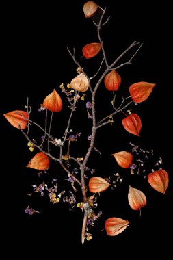 Sarı, çiçek, grafik, parlak, çiçek, soyut, Dekorasyon, dekoratif, portakal, Sonbahar, tasarım, renk, bitki, desen, yaprak