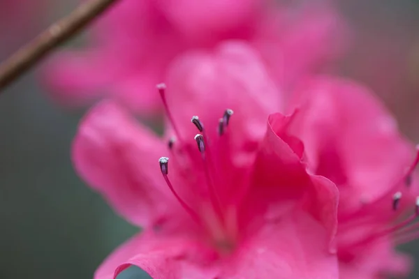 Vita Ljusa Fräscha Blomma Rosa — Stockfoto