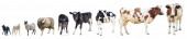 Картина, постер, плакат, фотообои "farm animals on a white background, farm animals, a cow", артикул 338085760
