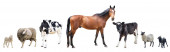 Картина, постер, плакат, фотообои "farm animals on a white background, farm animals, a horse ", артикул 338086456