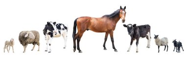 Farm animals on a white background, farm animals, a horse 