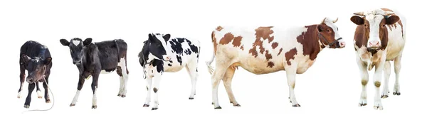 Fehér hátterű haszonállatok, haszonállatok, tehén — Stock Fotó