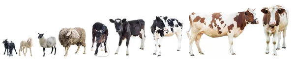 Сельскохозяйственные животные на белом фоне, сельскохозяйственные животные, корова Стоковое Фото
