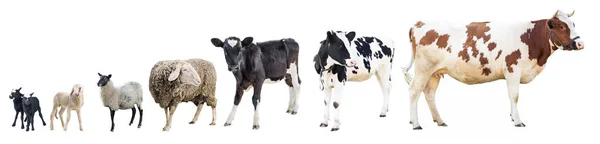 Сельскохозяйственные животные на белом фоне, сельскохозяйственные животные, корова Стоковое Изображение