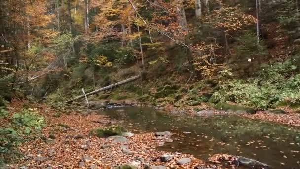 Sonbahar Dağlarda Sonbahar Ormanlarında Kudretli Bir Ormanda Ağaçlar Yeşilden Kırmızıya — Stok video