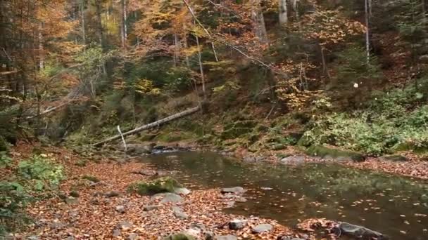 Höst Fjällen Höstskog Mäktig Skog Träd Var Täckta Med Alla — Stockvideo