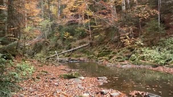 Efterår Bjergene Efterår Skov Mægtig Skov Blev Træer Dækket Med – Stock-video