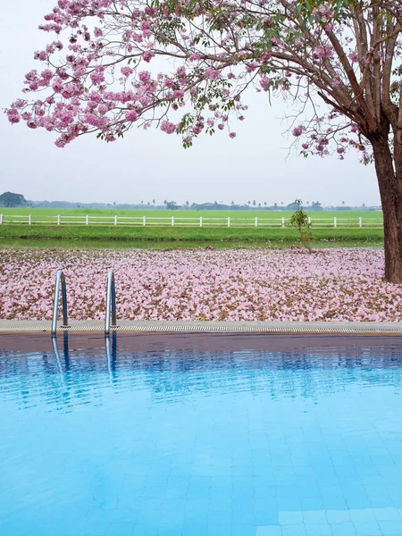 수영장 및 분홍색 트럼펫 나무 꽃 — 스톡 사진