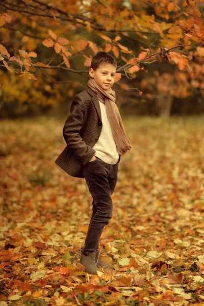 金色的秋天，在树林里和一个小男孩 — 图库照片