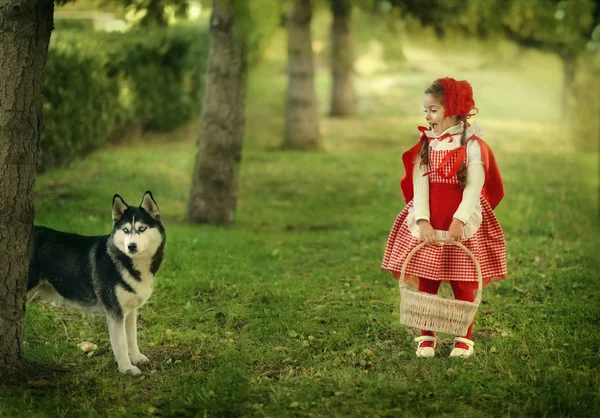 숲에서 회색 늑대와 빨간 모자 — 스톡 사진