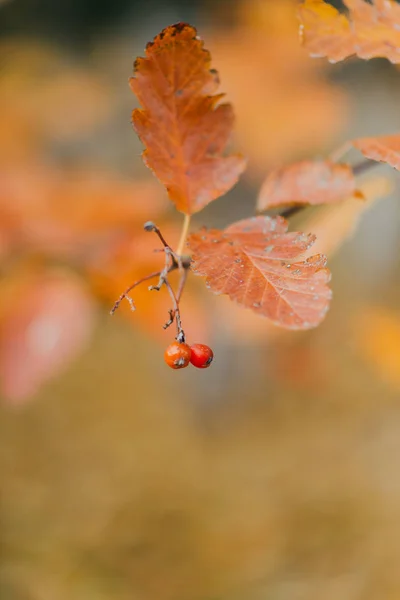 Herbstzweig mit hellen Blättern — Stockfoto
