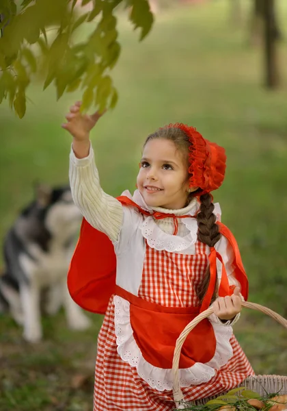 Red Riding Hood en grijze wolf in het bos — Stockfoto