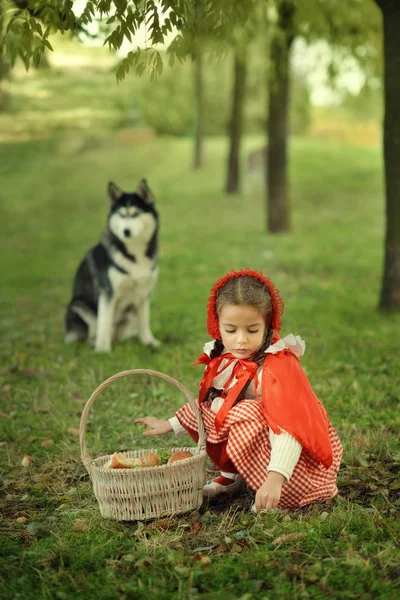 Red Riding Hood och grå varg i skogen — Stockfoto