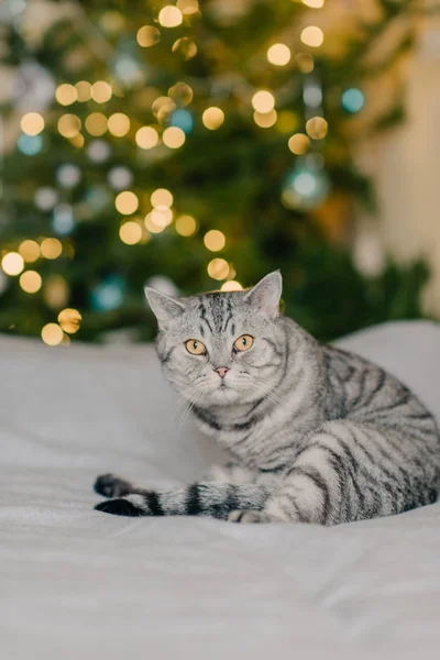 Γάτα και χριστουγεννιάτικα δέντρα — Φωτογραφία Αρχείου