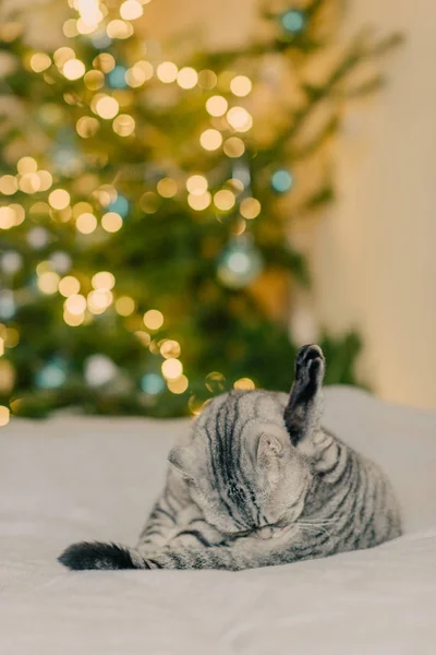 Gato e árvores de Natal — Fotografia de Stock