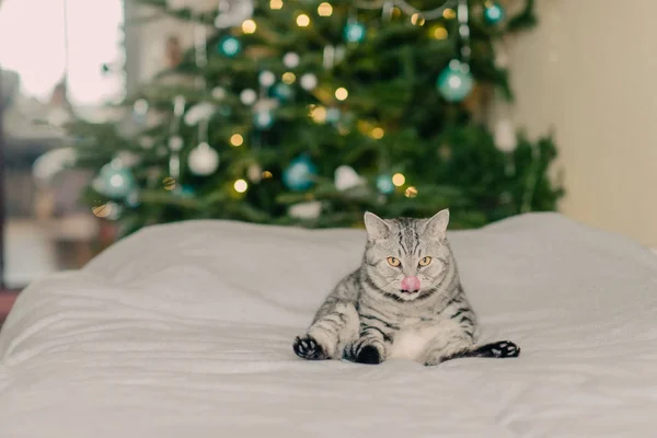 Gato e árvores de Natal — Fotografia de Stock