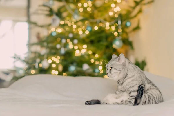 猫とクリスマス ツリー — ストック写真