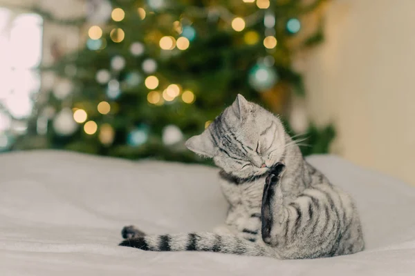 Γάτα και χριστουγεννιάτικα δέντρα — Φωτογραφία Αρχείου