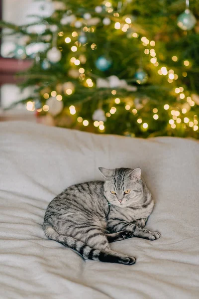 Katze und Weihnachtsbäume — Stockfoto