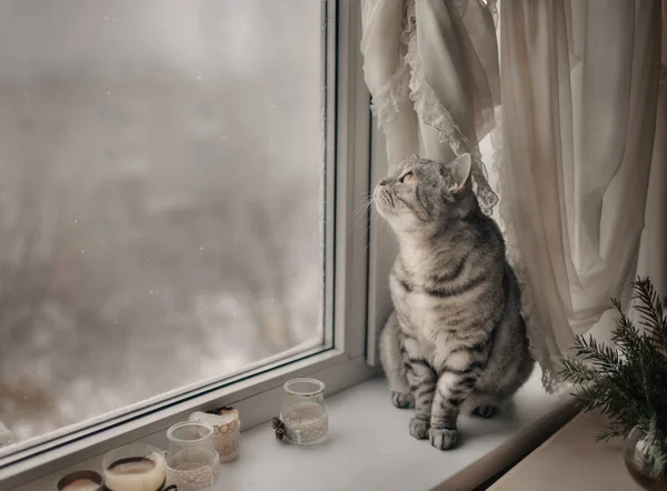 Šedá kočka v okně zimní — Stock fotografie