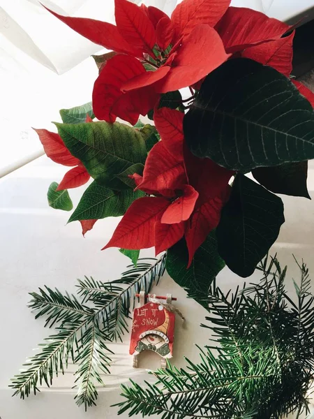 Pot avec poinsettia de fleurs — Photo