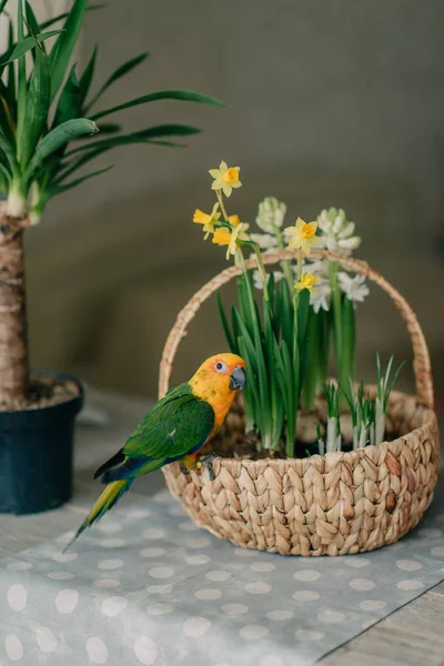 Grande papagaio com uma cabeça amarela — Fotografia de Stock