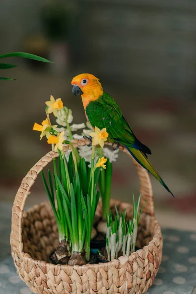 노란 머리와 큰 앵무새 — 스톡 사진
