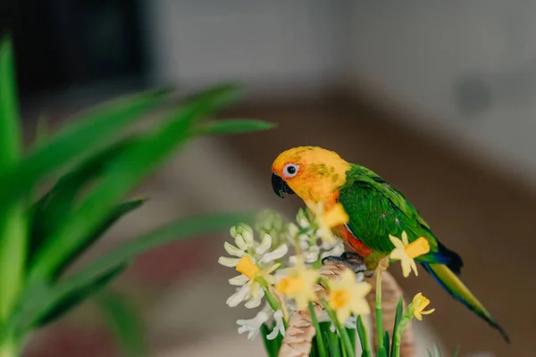 Grote papegaai met een gele kop — Stockfoto