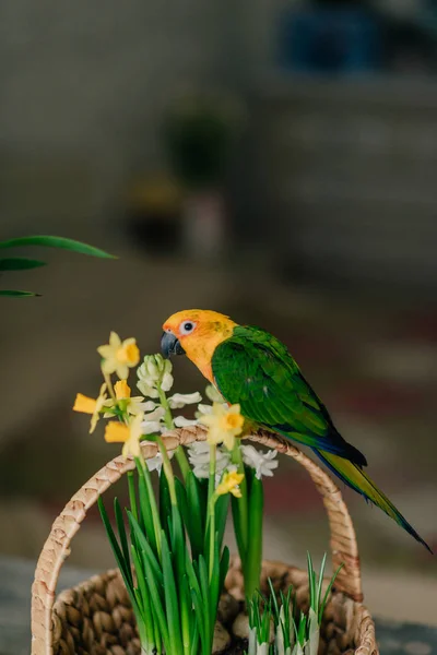 Grote papegaai met een gele kop — Stockfoto