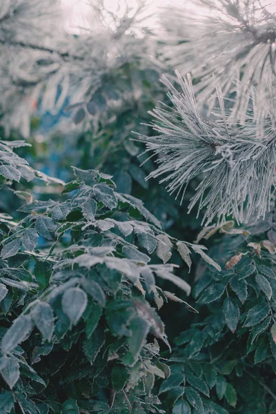 Ramo de árvore na neve — Fotografia de Stock