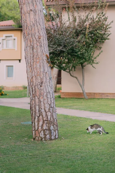 Im Park Katze jagt ein Eichhörnchen — Stockfoto