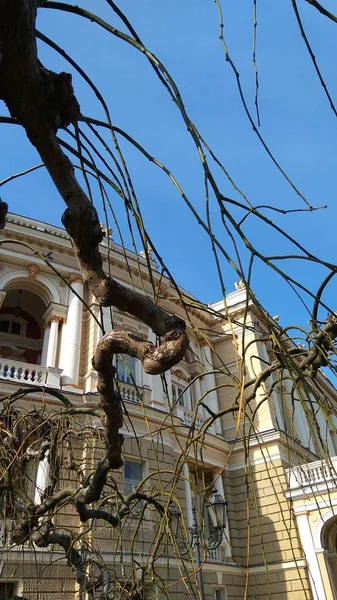 Odessa opera binası — Stok fotoğraf