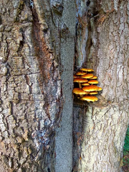 Famille des champignons pousse sur un arbre — Photo