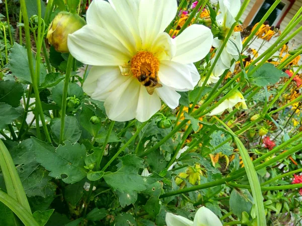 Пчела сидит на цветке — стоковое фото