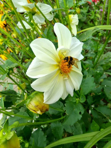 Пчела сидит на цветке — стоковое фото