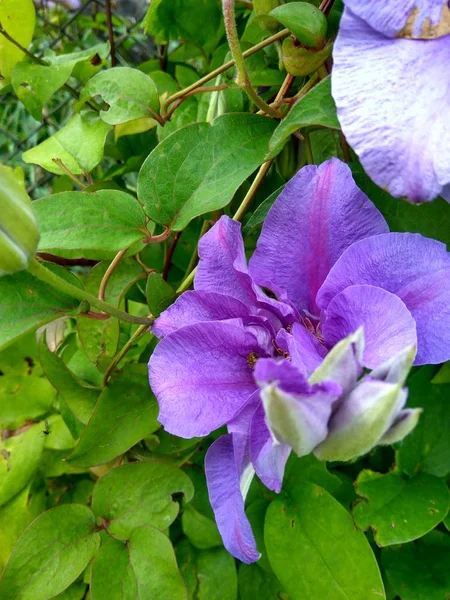 Kwiat fioletowy powojników — Zdjęcie stockowe
