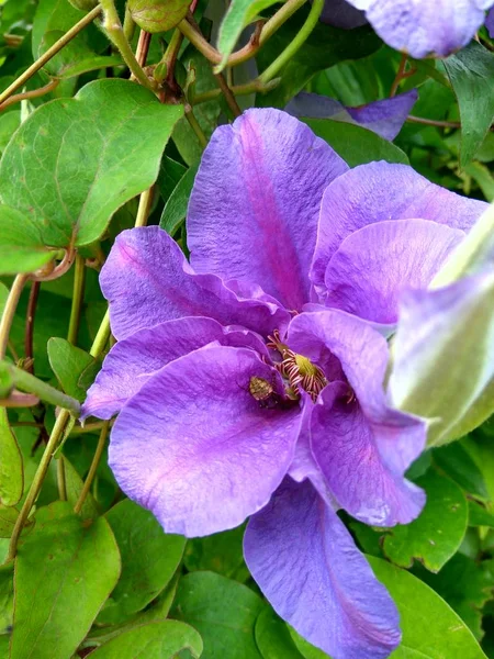 Kwiat fioletowy powojników — Zdjęcie stockowe